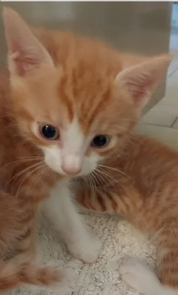 gattini ottimo carattere