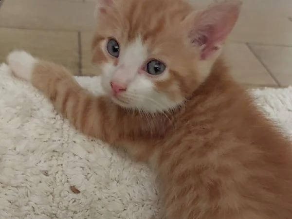 gattini ottimo carattere | Foto 1