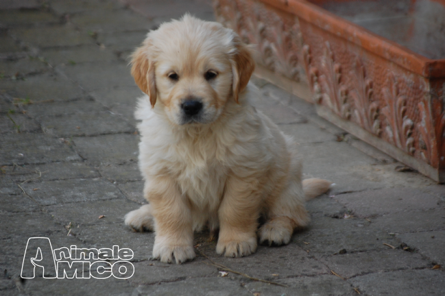 Vendita Cucciolo Golden Retriever Da Privato A Ravenna Cuccioli