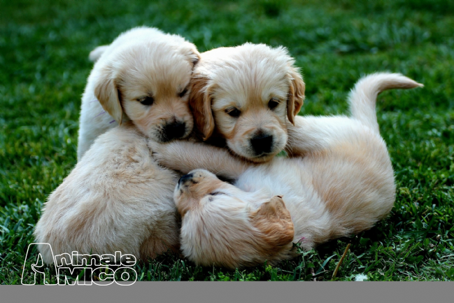 Vendita Cucciolo Golden Retriever Da Privato A Ravenna Cuccioli