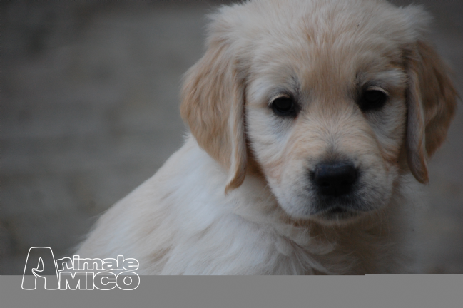 Vendita Cucciolo Golden Retriever Da Privato A Ravenna Cuccioli