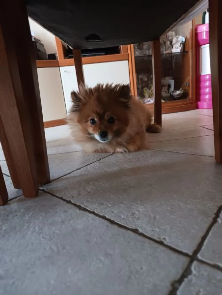 Regalo Spitz piccolo dolcissimo 