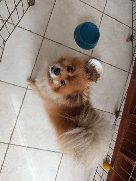 Dolcissimo spitz