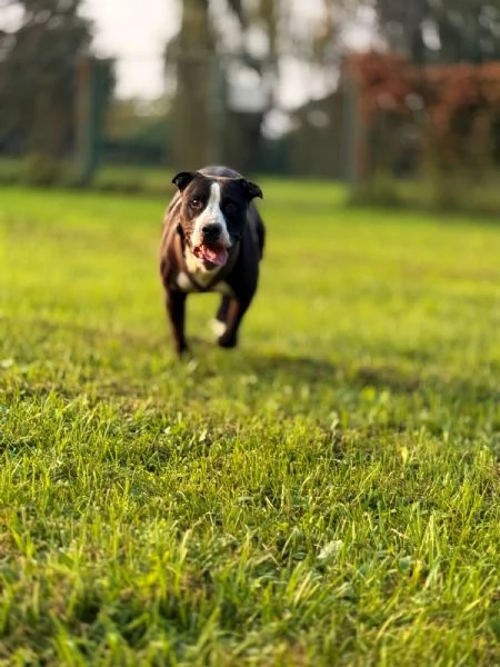 Pit cane giocherellone  | Foto 5