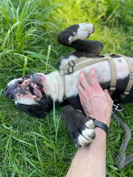 Pit cane giocherellone  | Foto 4