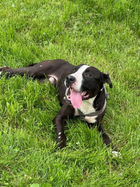 Pit cane giocherellone 