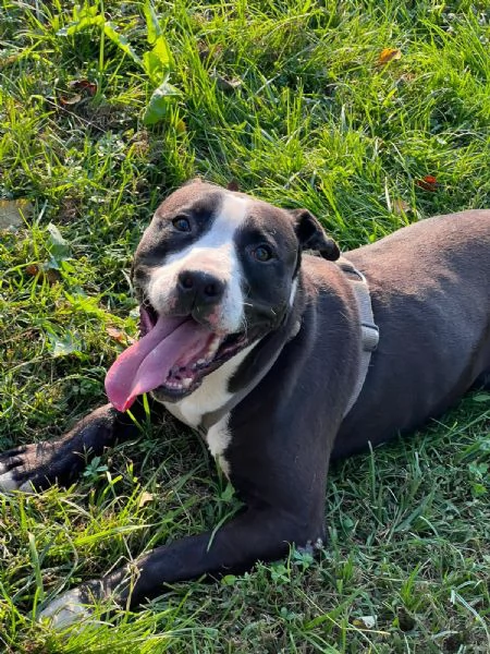 Pit cane giocherellone  | Foto 3