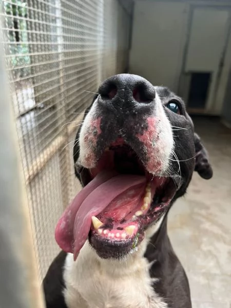 Pit cane giocherellone  | Foto 2