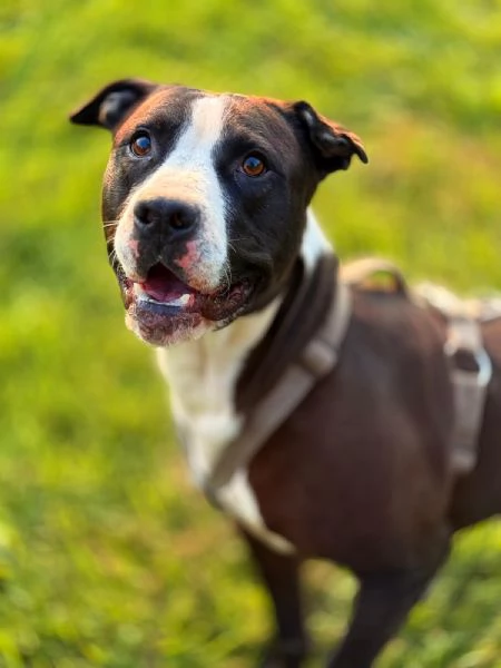 Pit cane giocherellone  | Foto 1