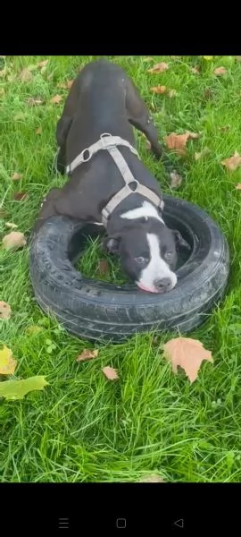 Pit cane giocherellone  | Foto 0