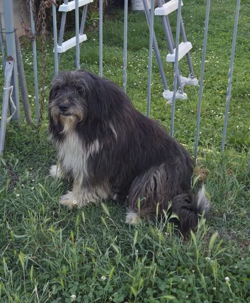Argo magnifico orsacchiotto | Foto 1