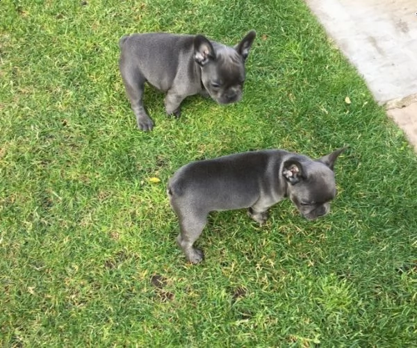  cuccioli bouledogue francesi disponibiliat | Foto 2