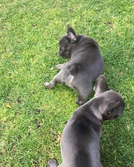  cuccioli bouledogue francesi disponibiliat | Foto 1