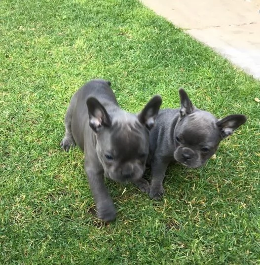  cuccioli bouledogue francesi disponibiliat