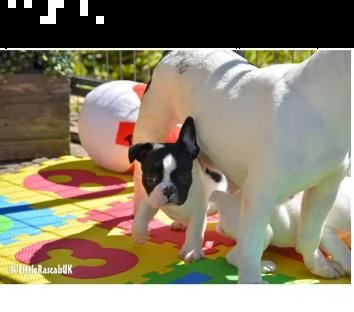 cucciola di bouledogue francese nera femmina | Foto 0