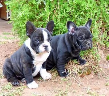 cucciola di bouledogue francese nera femmina