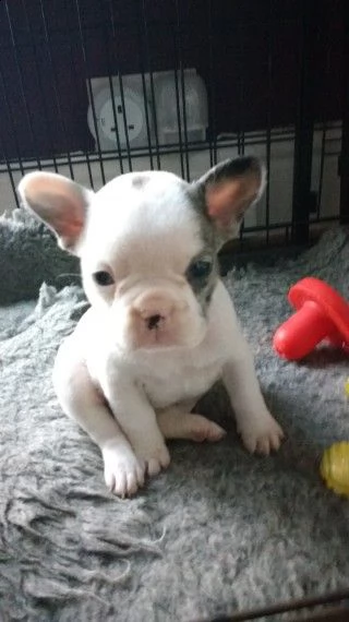 cucciola di bouledogue francese bianca e blu | Foto 2