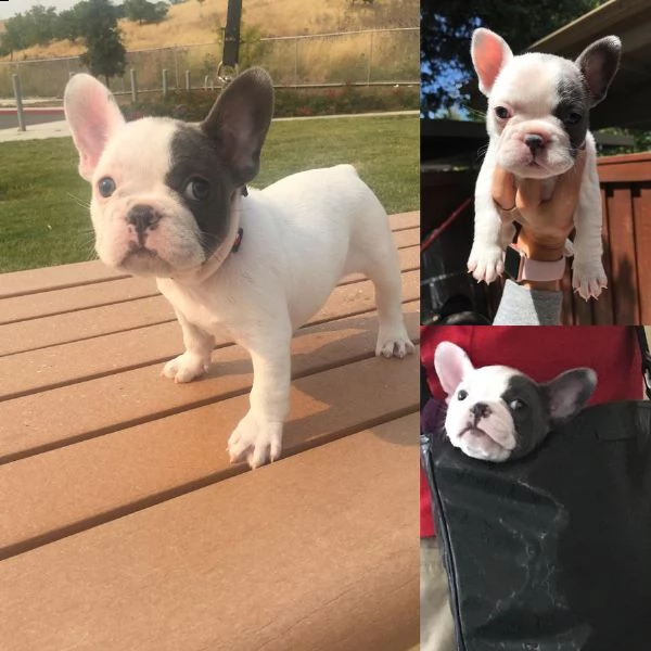 cucciola di bouledogue francese bianca e blu