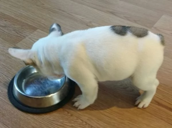 cucciola di bouledogue francese bianca e blu | Foto 1