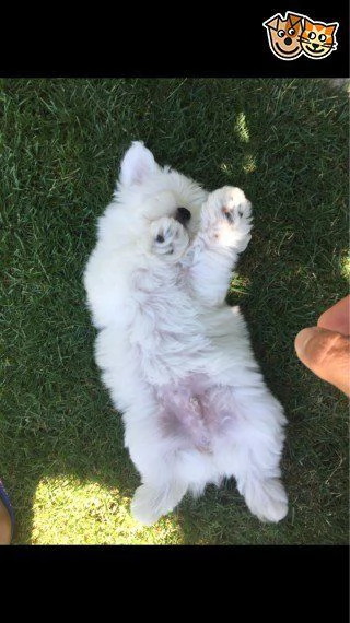 cuccioli italiani maltese di 3 mesi | Foto 2