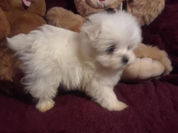 cuccioli italiani maltese di 3 mesi | Foto 1