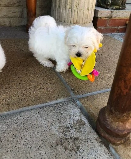 cuccioli italiani maltese di 3 mesi