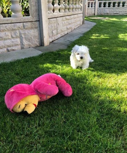 cuccioli italiani maltese di 3 mesi | Foto 0