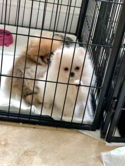 2splendida pomeranian per disponibili per nuove case | Foto 2