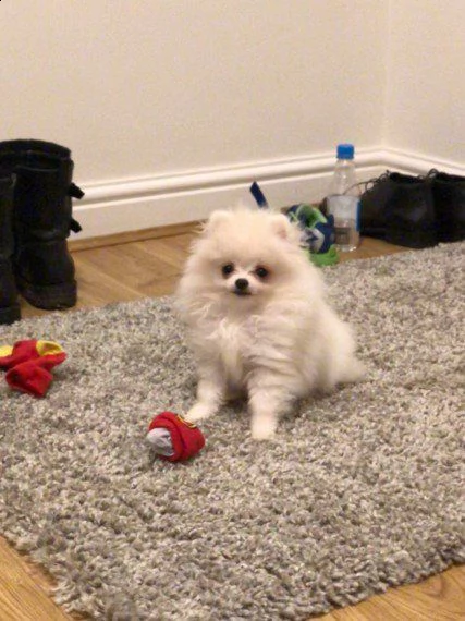 2splendida pomeranian per disponibili per nuove case | Foto 1