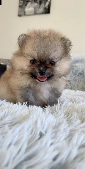 dolcissimo cucciolo di pomeranian | Foto 2