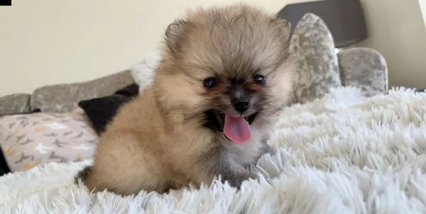 dolcissimo cucciolo di pomeranian | Foto 0