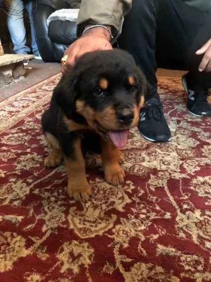 cucciolo di rottweiler maschio di 3 mesi | Foto 2