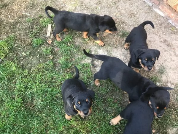 cucciolo di rottweiler maschio di 3 mesi