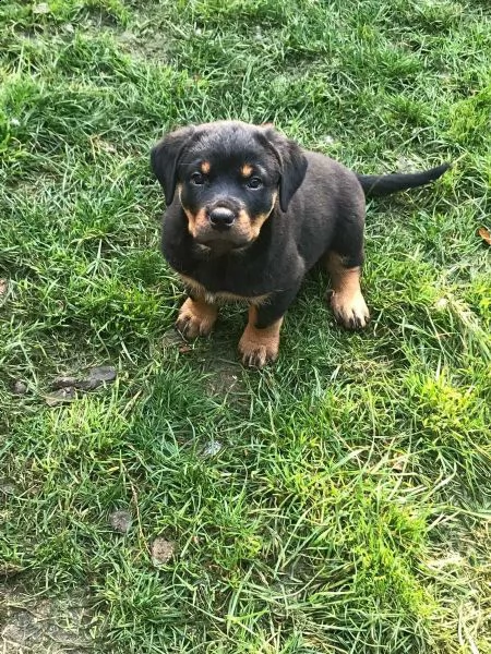 cucciolo di rottweiler maschio di 3 mesi | Foto 0