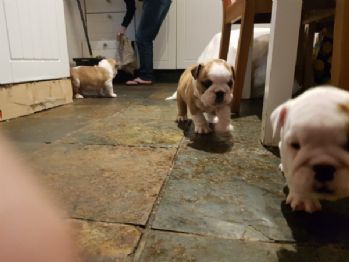 Vendita Cucciolo Bulldog Da Privato A Reggio Emilia Bulldog Inglese