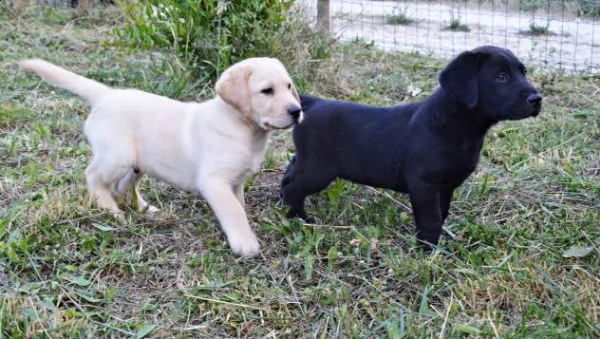 cuccioli labrador retriever
