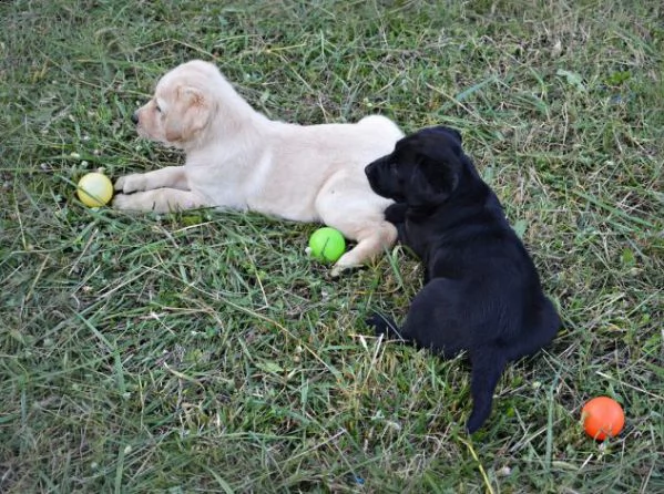 cuccioli labrador retriever | Foto 0