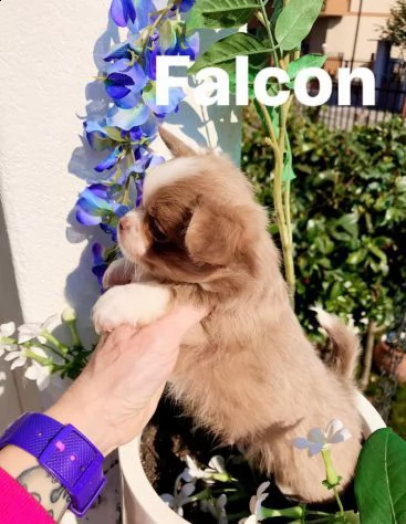 cuccioli di chihuahua pelo lungo con pedigree enci