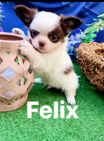 cuccioli di chihuahua pelo lungo con pedigree enci | Foto 0