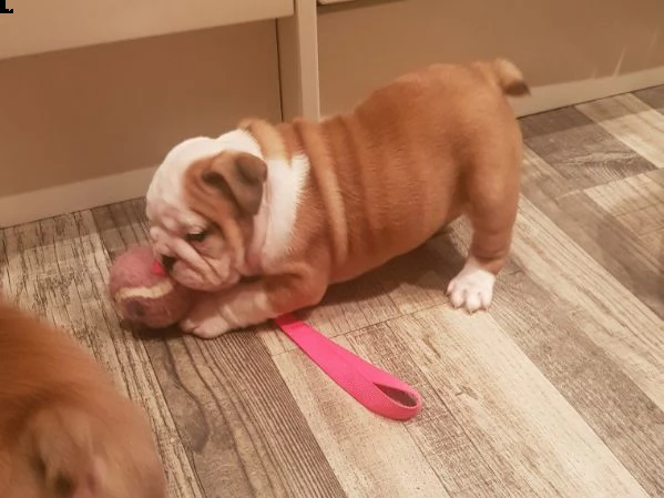 cuccioli bulldog inglese con pedigree disponibili