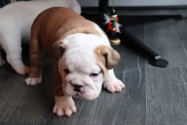 cuccioli bulldog inglese con pedigree disponibili | Foto 2