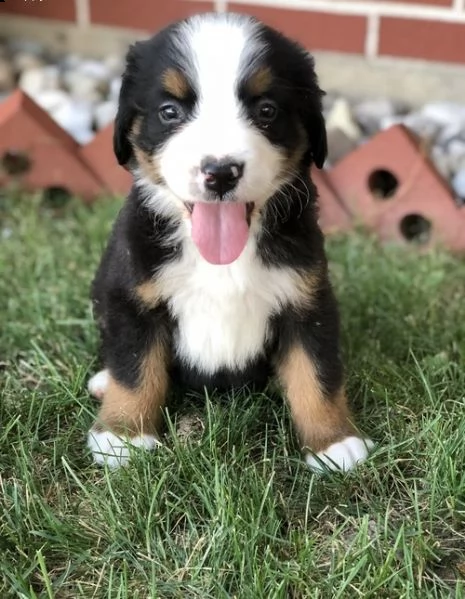 bellissimi cuccioli di bovaro del bernese | Foto 2