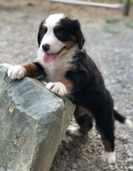 bellissimi cuccioli di bovaro del bernese