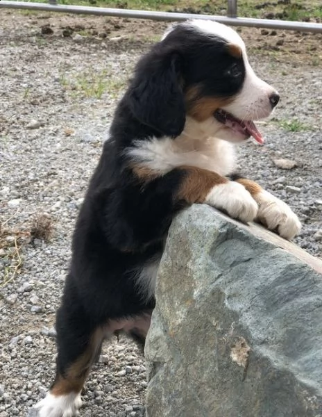 bellissimi cuccioli di bovaro del bernese | Foto 1