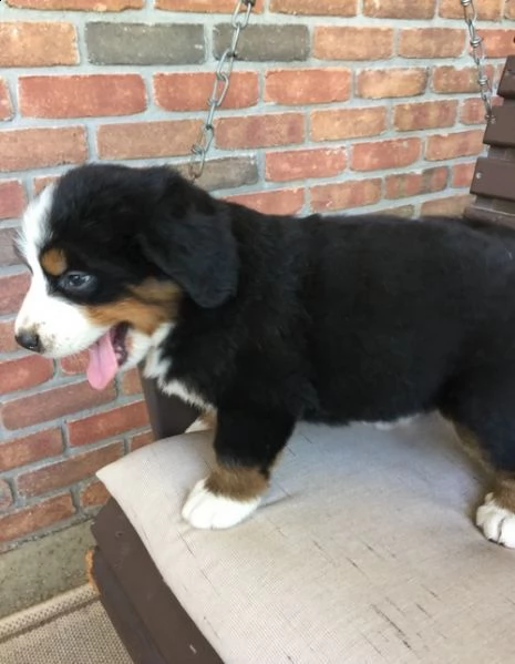 bellissimi cuccioli di bovaro del bernese | Foto 0