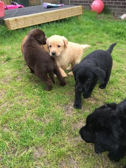 cuccioli labrador chocolategialli e neri | Foto 2