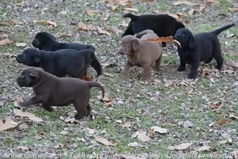 cuccioli labrador chocolategialli e neri