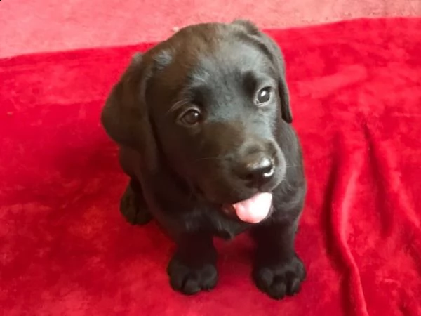 cuccioli labrador chocolategialli e neri | Foto 1