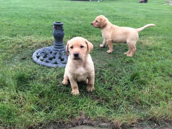 cuccioli labrador chocolategialli e neri | Foto 0