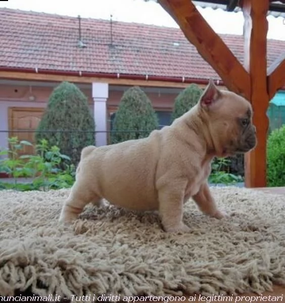 cucciolata bouledogue francese fulvi e bianco fulvi  | Foto 2